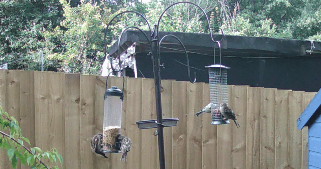 birds-feeding-on-the-birdseed-that'smixed-with-spicy-birdseed-oil-